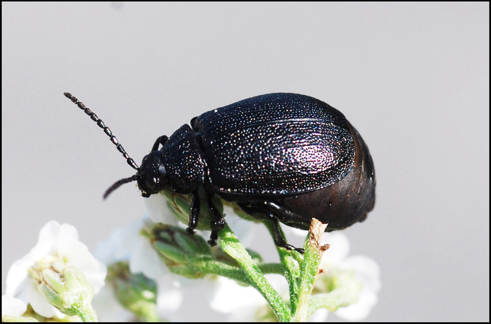 galeruca sicana?